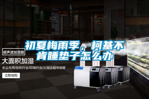 初夏梅雨季，柯基不肯睡墊子怎么辦