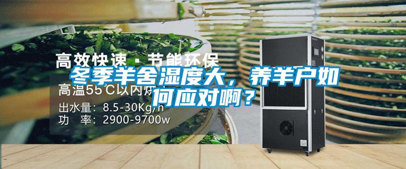 冬季羊舍濕度大，養羊戶如何應對啊？