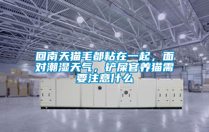 回南天貓毛都粘在一起，面對潮濕天氣，鏟屎官養(yǎng)貓需要注意什么