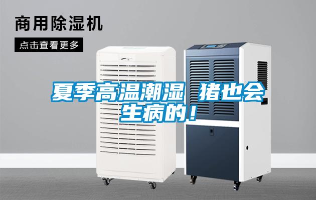 夏季高溫潮濕 豬也會生病的!