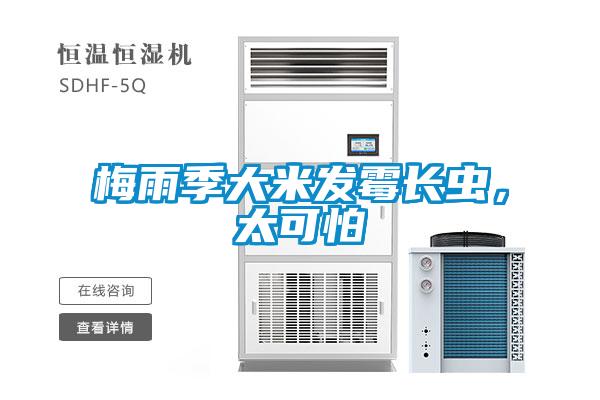 梅雨季大米發霉長蟲,太可怕
