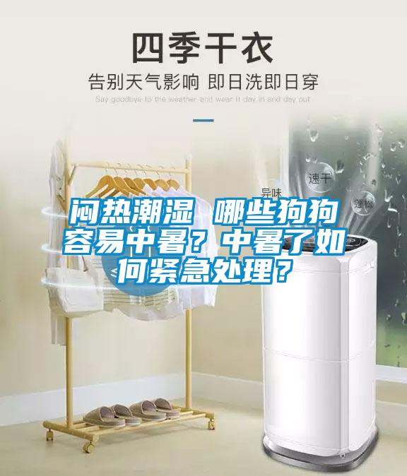 悶熱潮濕 哪些狗狗容易中暑?中暑了如何緊急處理?