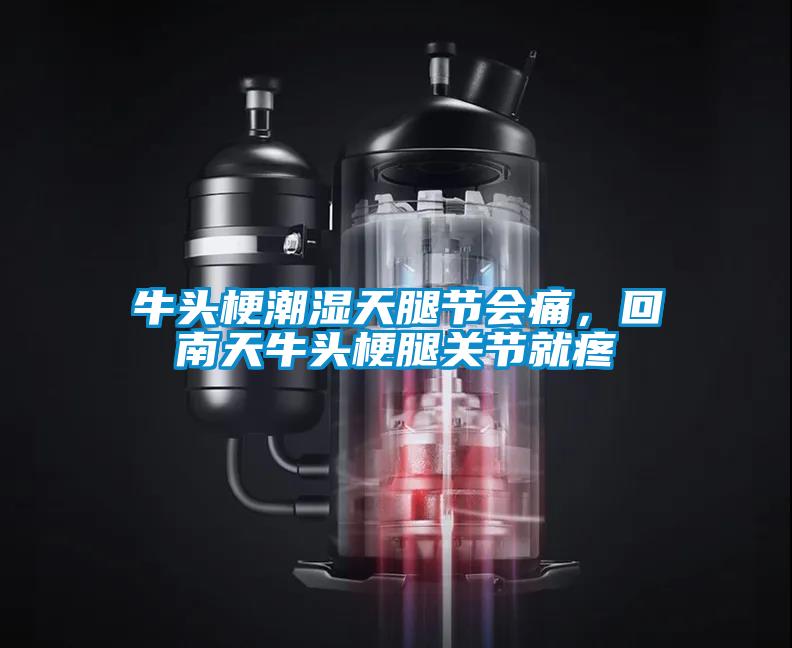 牛頭梗潮濕天腿節(jié)會痛,回南天牛頭梗腿關(guān)節(jié)就疼