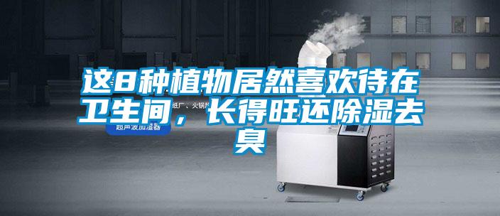 這8種植物居然喜歡待在衛(wèi)生間，長得旺還除濕去臭