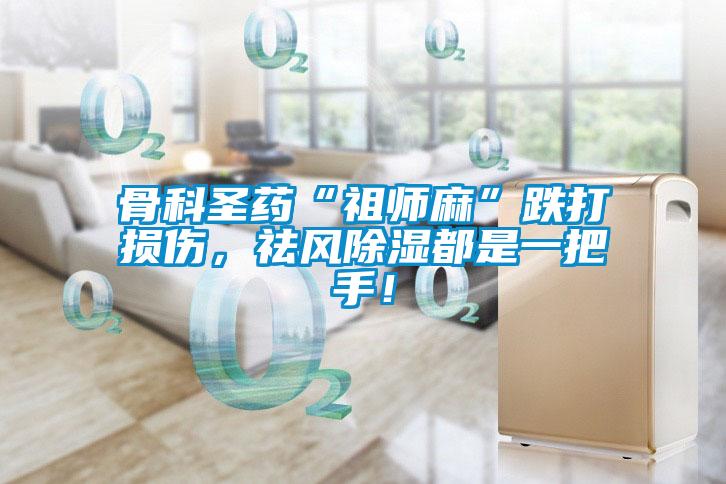 骨科圣藥“祖師麻”跌打損傷,祛風(fēng)除濕都是一把手!